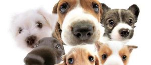 Cum e să trăiești cu o iubitoare de animale (P)